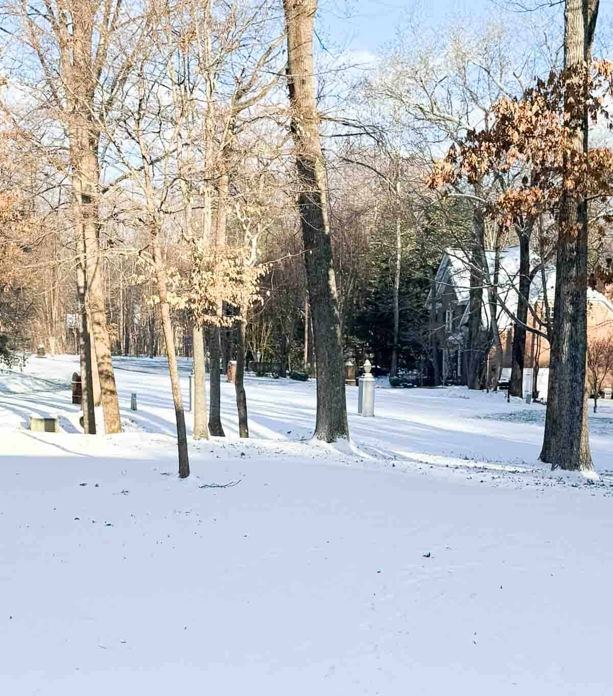 photograph of snowy front yard