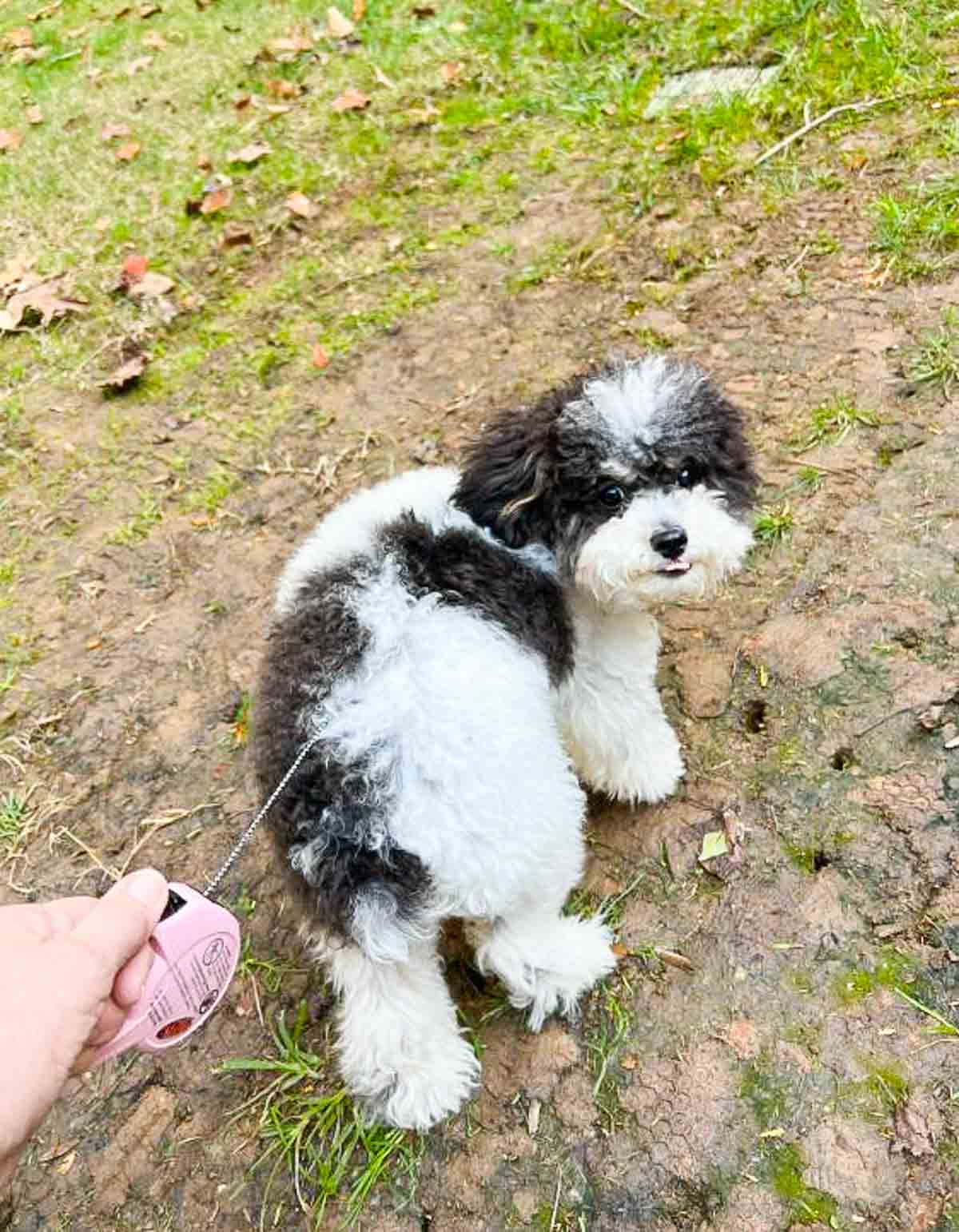 black and white puppy walking on a leash