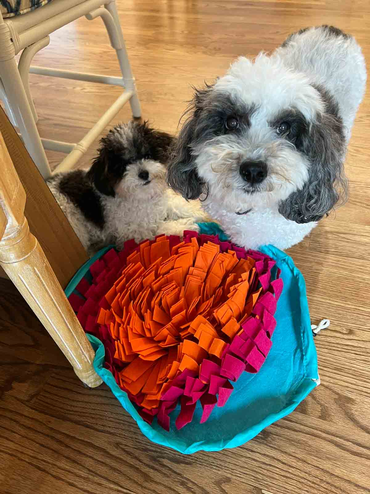 two black and white dogs beside a snuffle mat