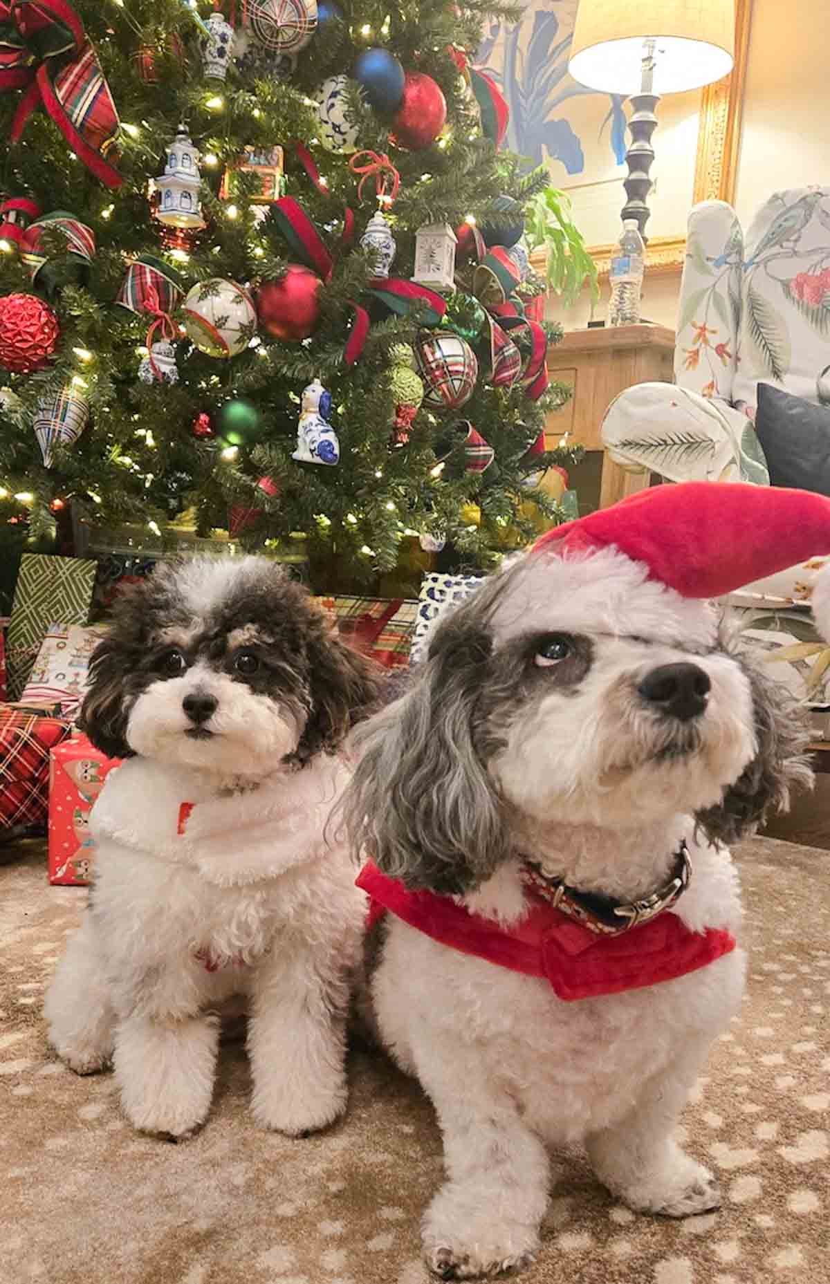 2 dogs in front of a Christmas tree