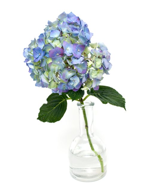 single blue hydragea bloom in a glass vase