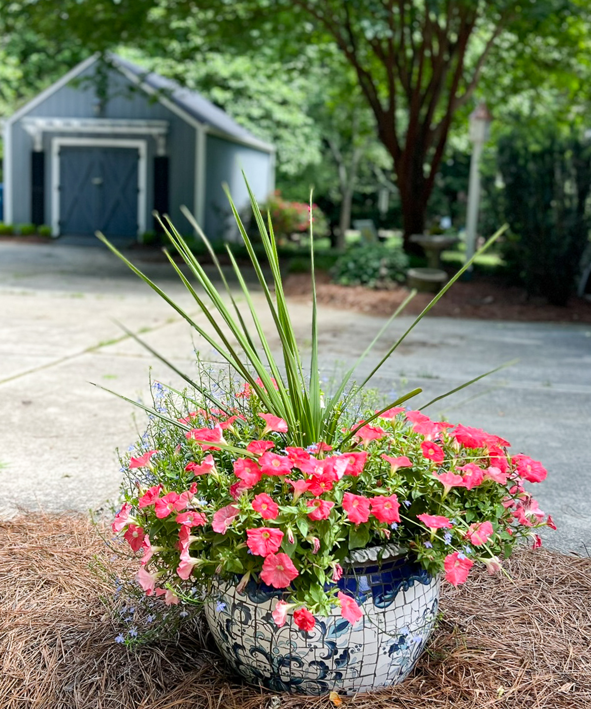 blue and white outdoor container in a natural area filled with coral trailing petunias beside a driveway