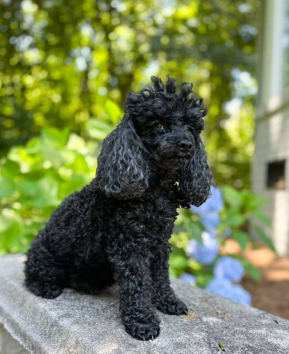 black toy poodle sitting on a concrete bench outdoors