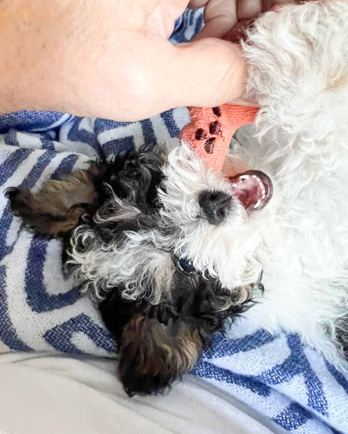 overhead view of a black and white poodle puppy chewing on a toy