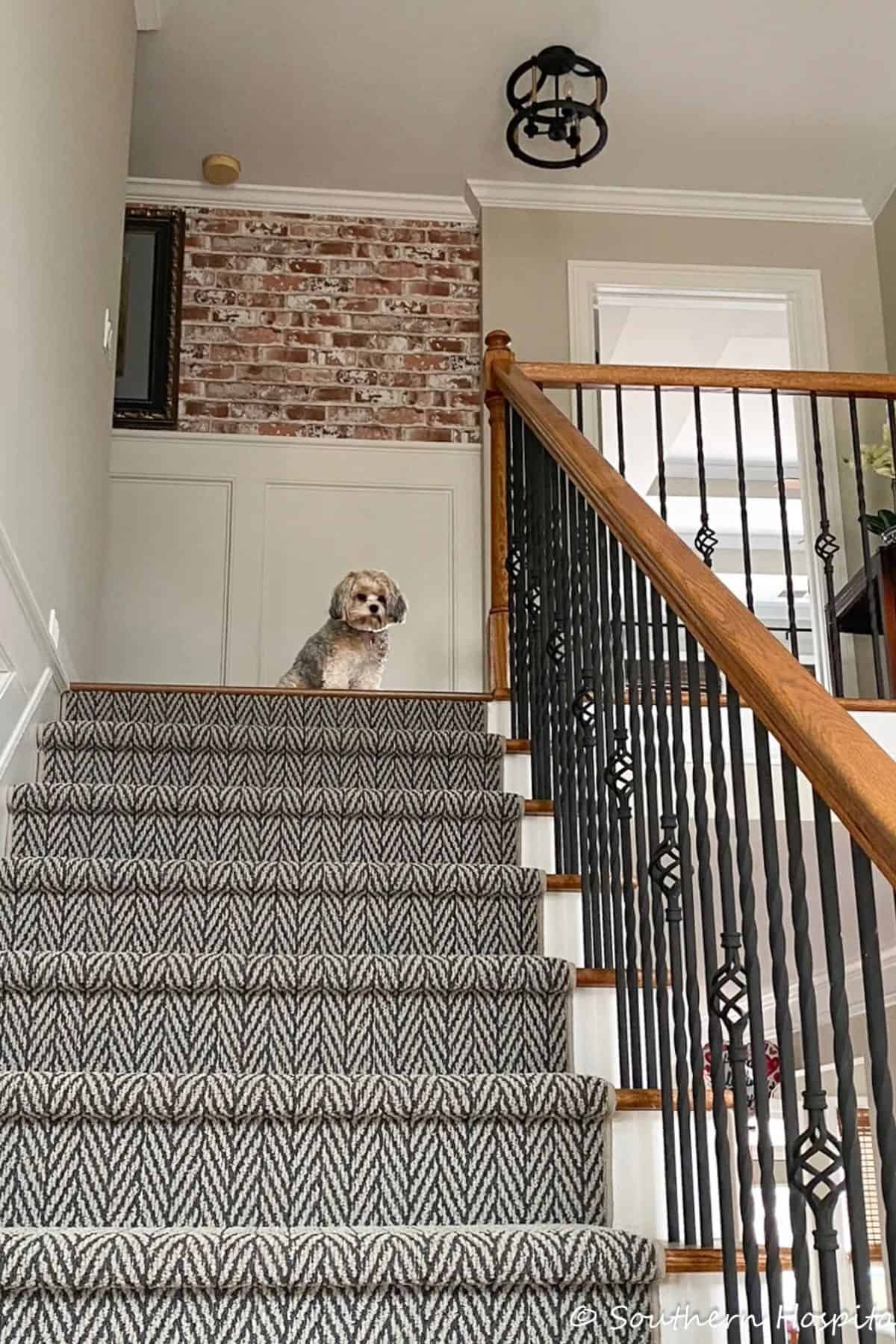 small dog sitting at the top of a carpeted stairway