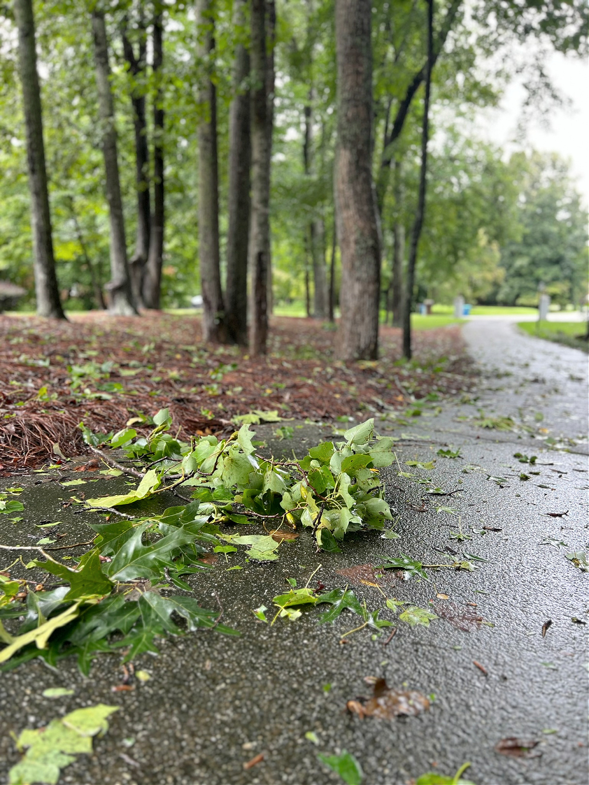 green leaves and small branches in a driveway and natural area