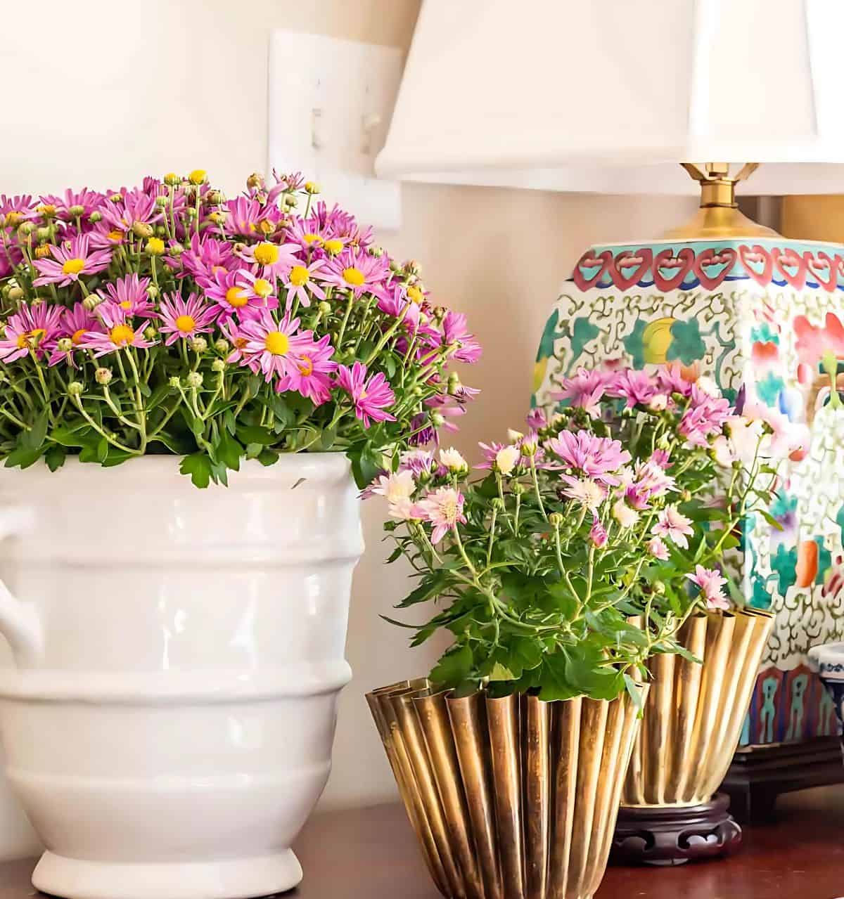 three purple mums in various containers on a wooden chest